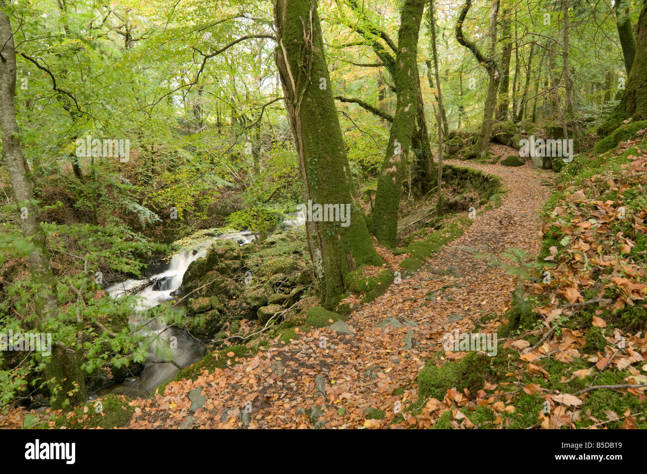 Torrent Walk footpath through deciduous beech and oak woodlands near Dolgellau Snowdonia National Park Gwynedd North Wales UK Stock Photo