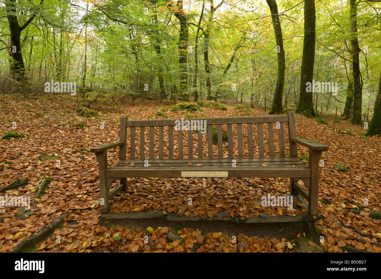 Wooden memorial bench Torrent Walk footpath through deciduous beech and oak woodlands , Snowdonia national park north wales UK Stock Photo
