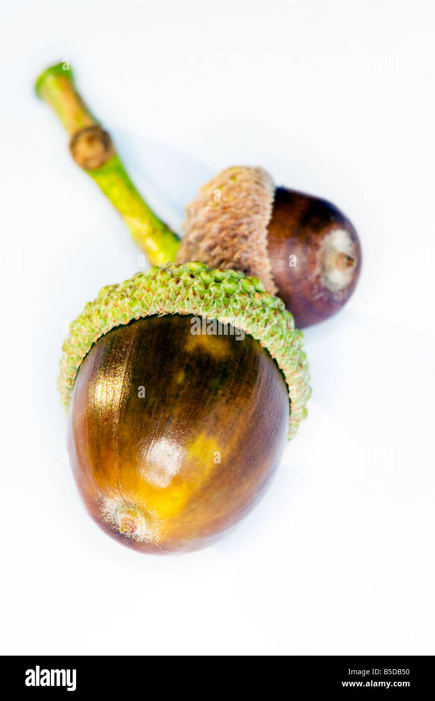 Acorns on white background Stock Photo