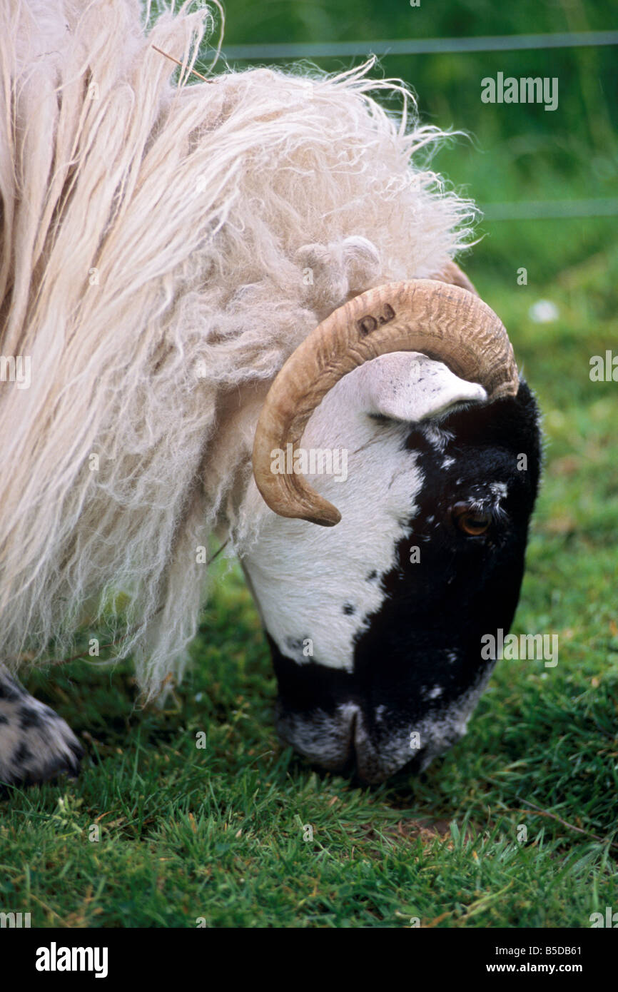 Sheep grazing, Scotland, Europe Stock Photo