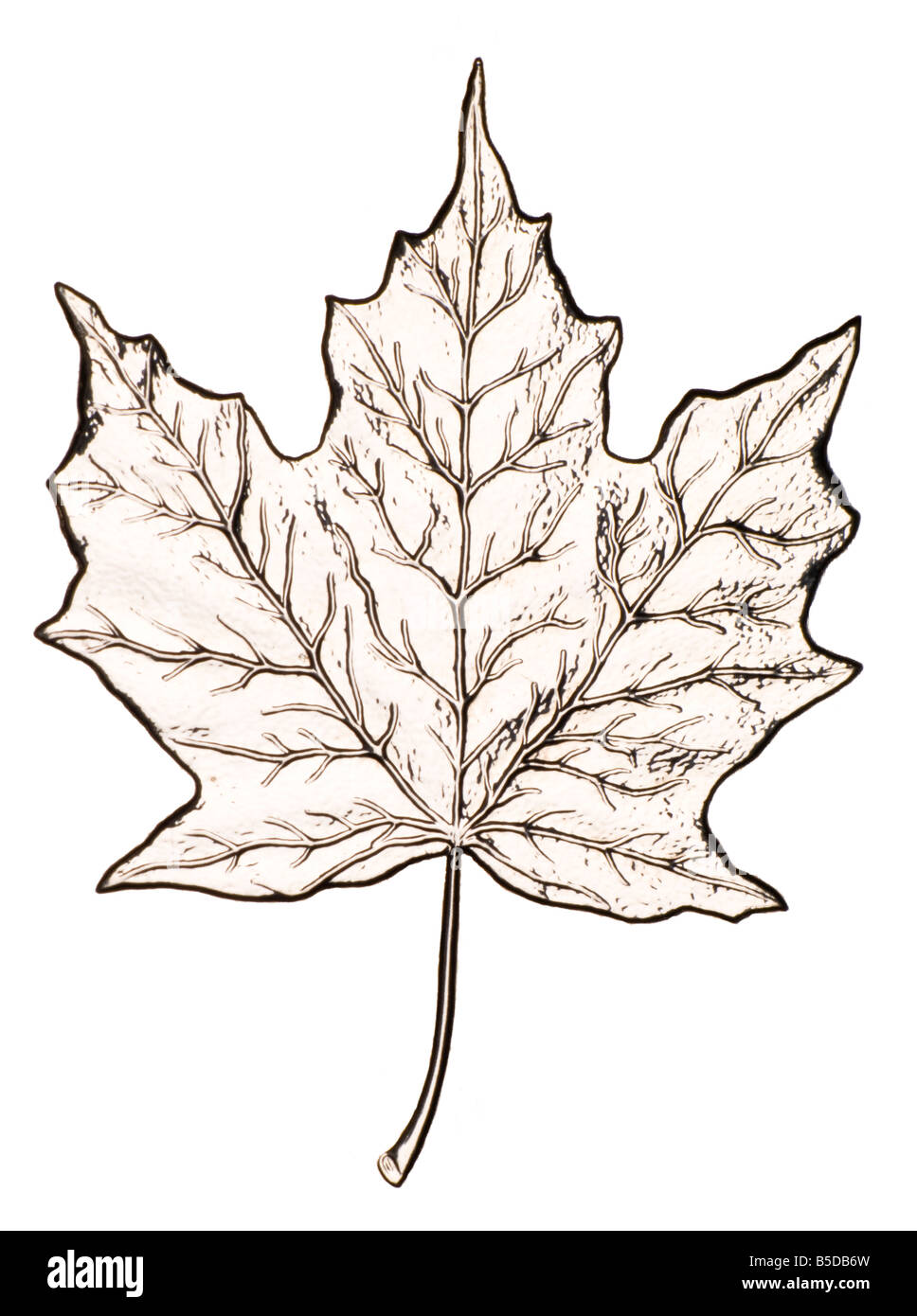 Maple Leaf from Canadian Silver Coin cutout Stock Photo
