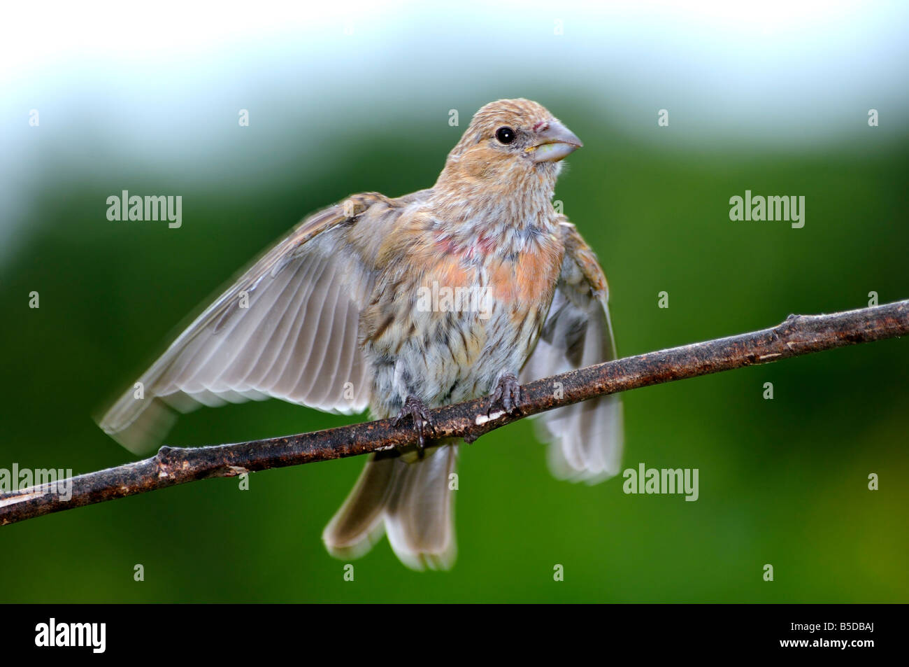 Fledgling house finch hi-res stock photography and images - Alamy