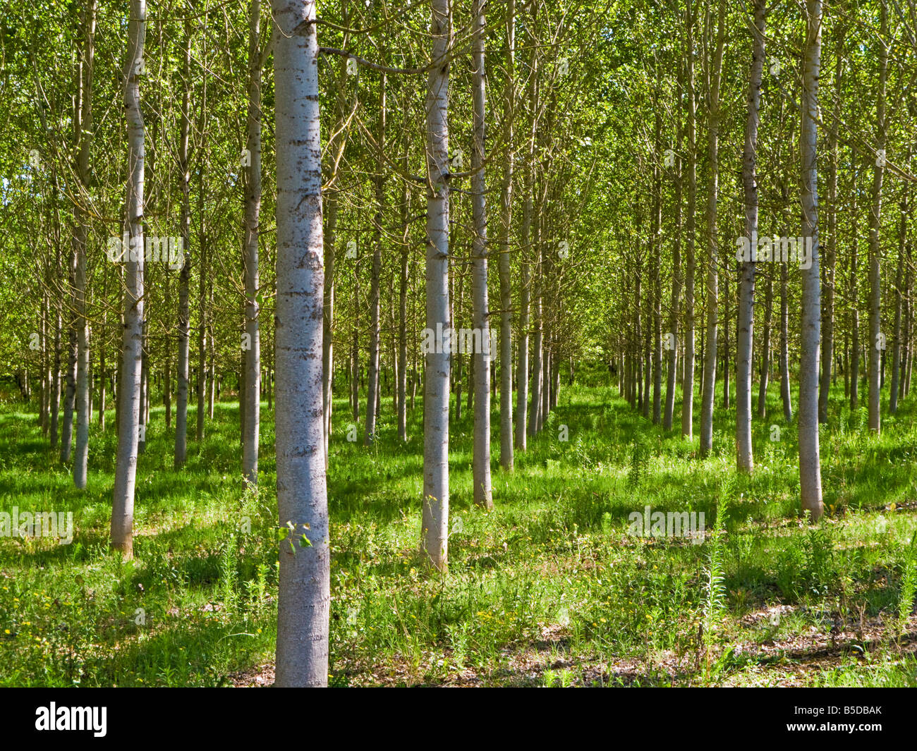 Silver Birch trees in Tarn et Garonne, Southwest France, Europe Stock Photo