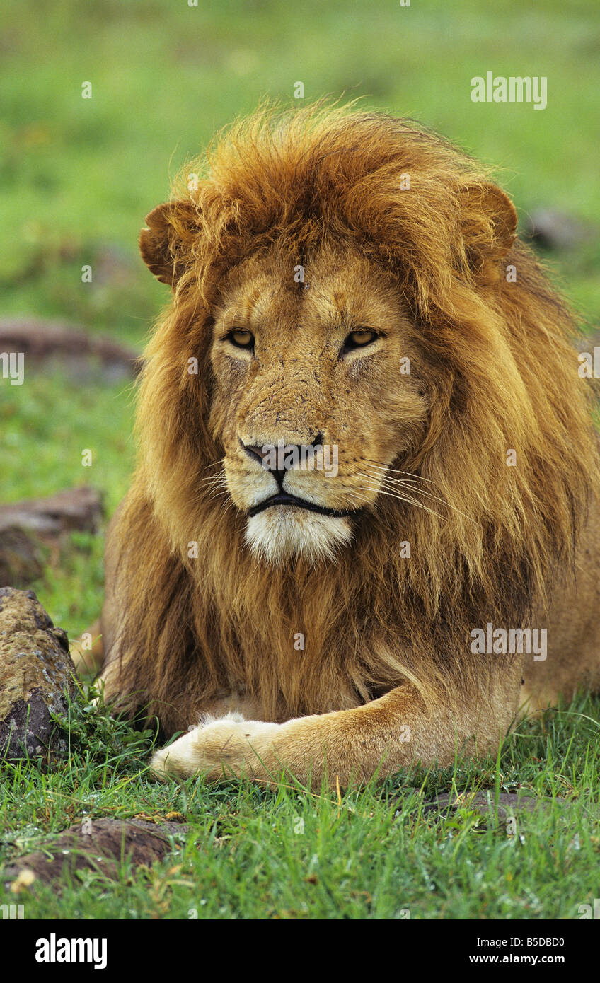 Contemplative African Lion Stock Photo