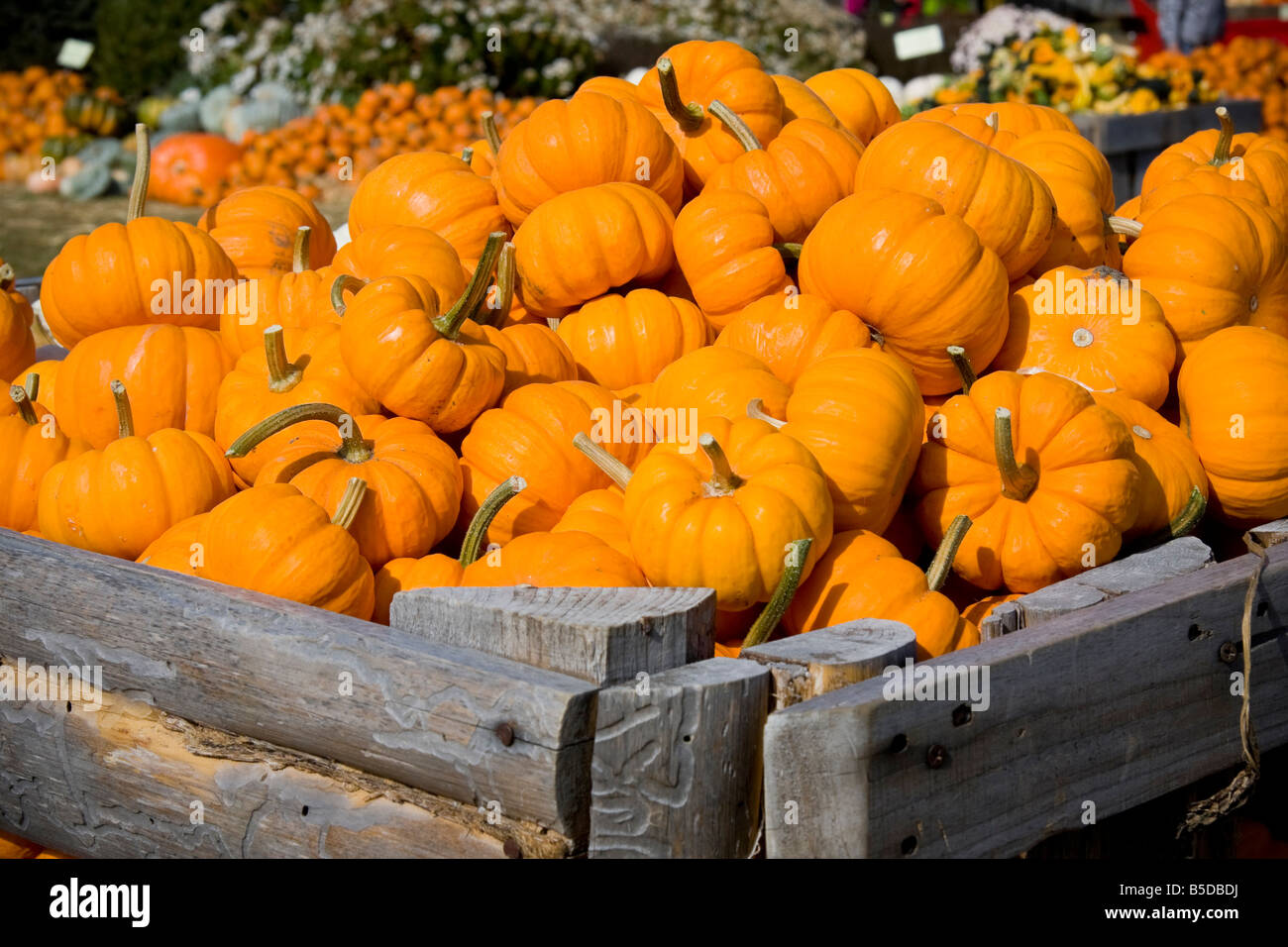 A pile of pumpkins in a wooden crate Stock Photo - Alamy