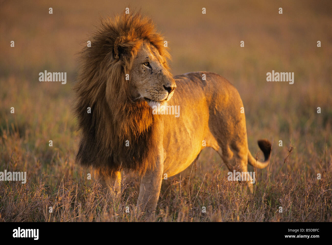 African Male Lion at Sunrise Stock Photo