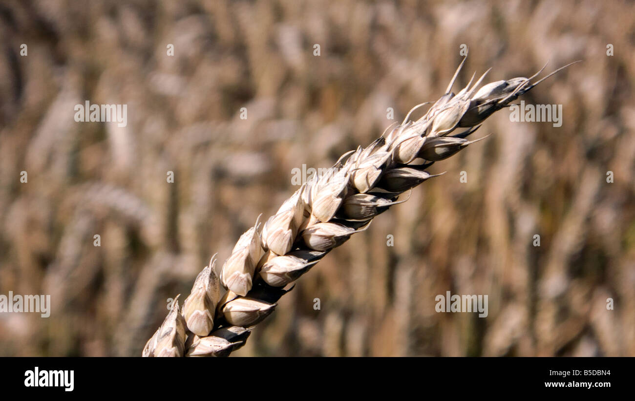 Ear of wheat or corn in a filed ready for harvest for either food or bio fuel Stock Photo