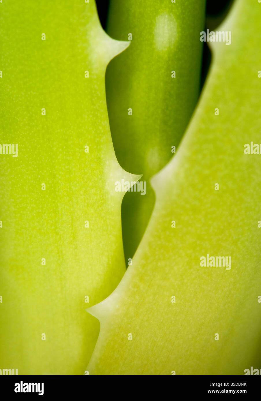 Aloe Vera (medicinal vera) close-up of succulent stems Stock Photo