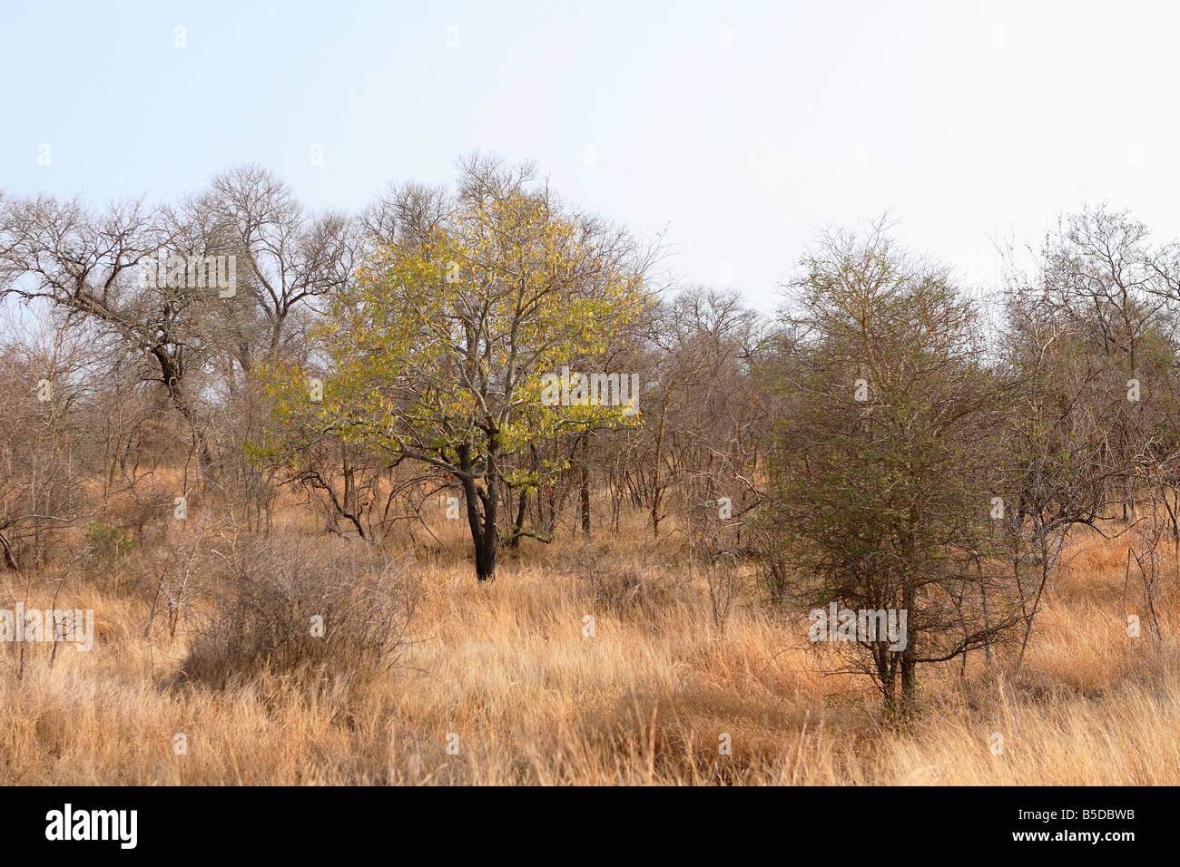 Jackalberry tree hires stock photography and images Alamy