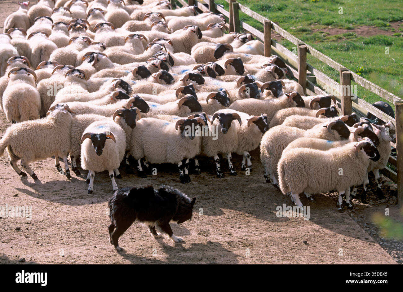 Sheepdog and sheep, Pentland Hills near Edinburgh, Lothian, Scotland, Europe Stock Photo