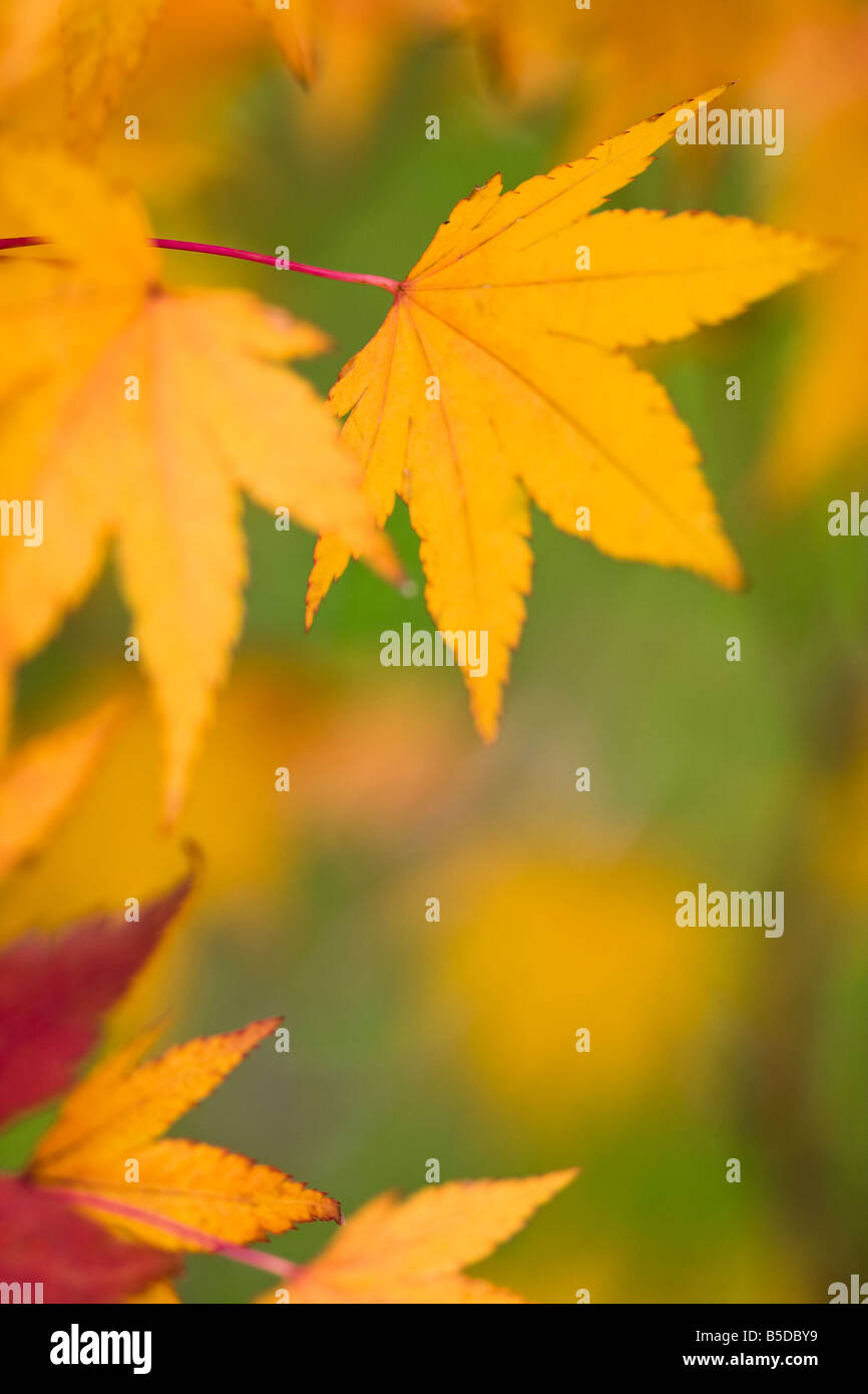 Gold leaves art hi-res stock photography and images - Alamy