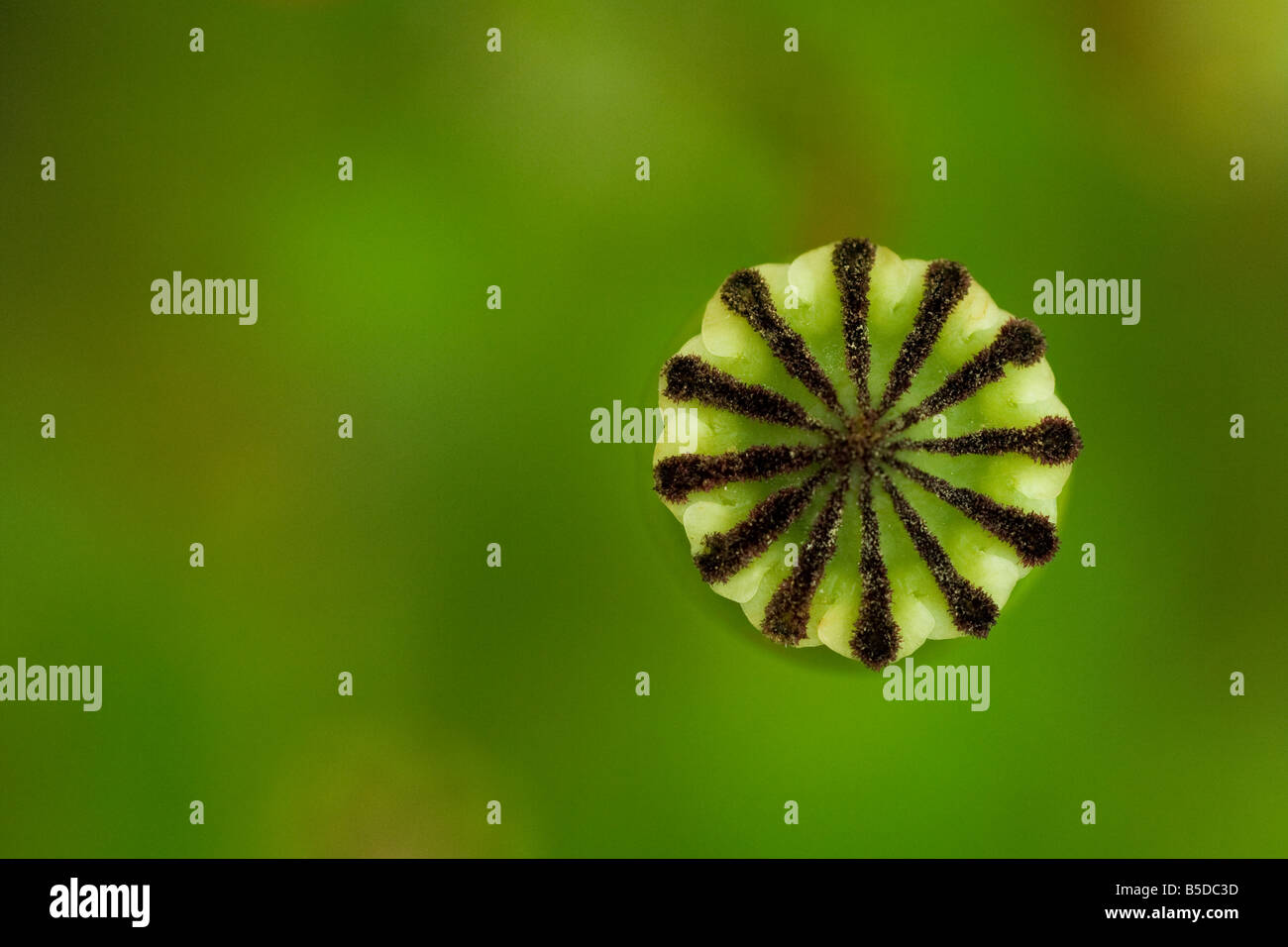 Poppy seed head Stock Photo