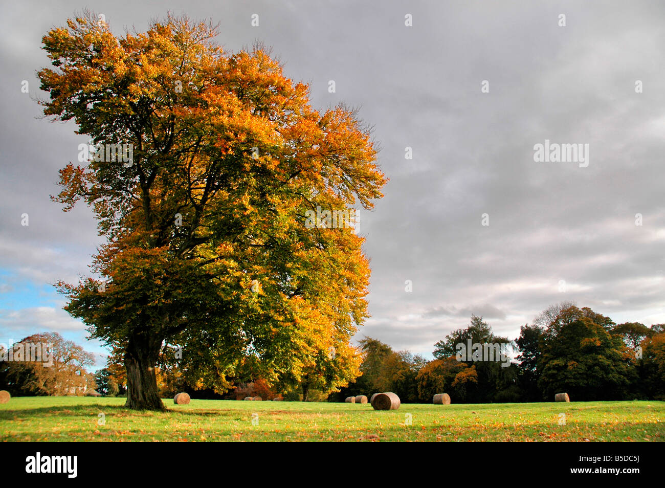 Huge sunlit autumn tree in a field of hay bales. Stock Photo