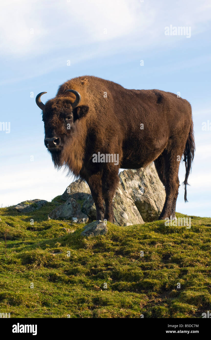 European Bison (Bison Bonasus) Stock Photo