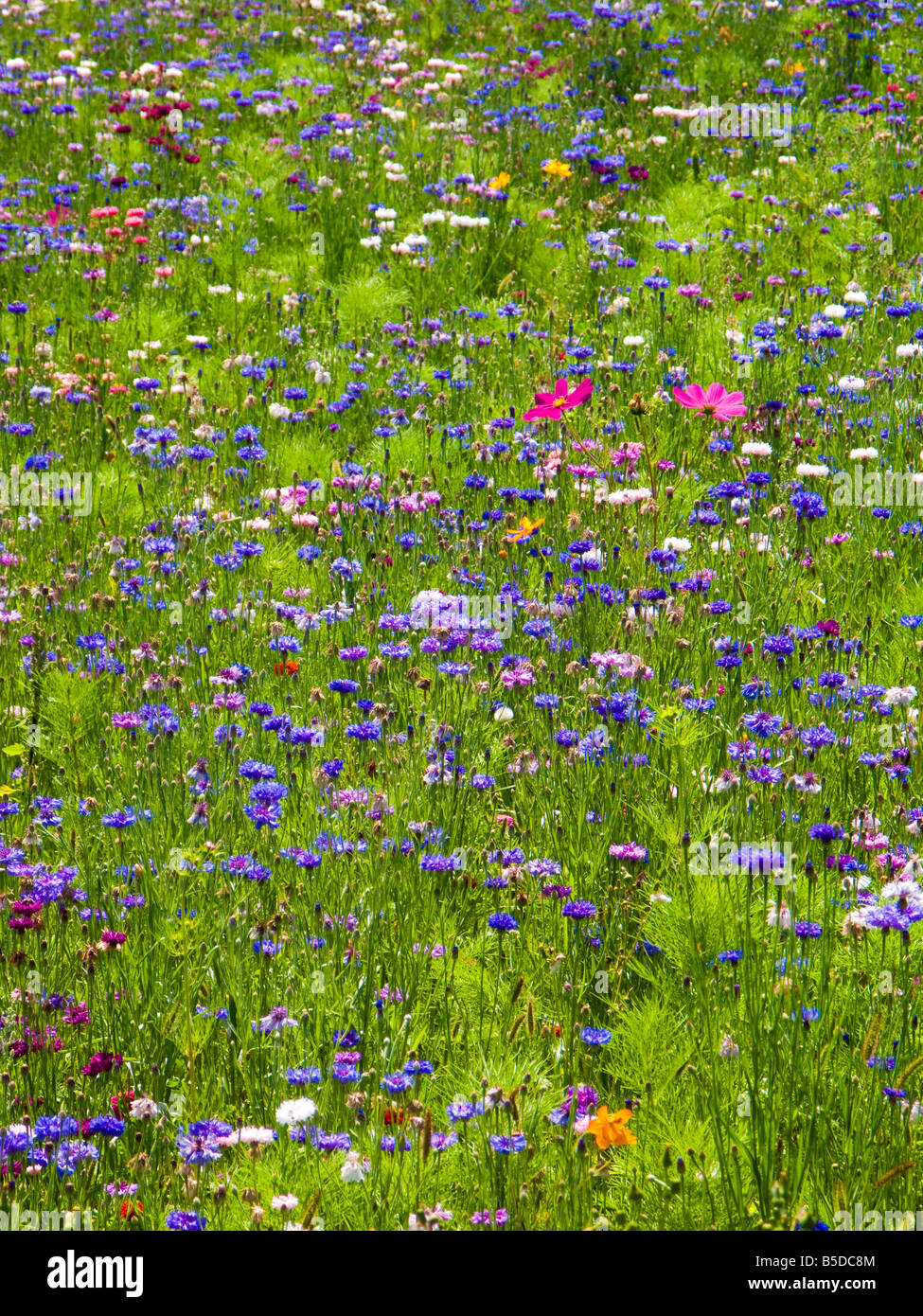 Meadow wildflowers europe hi-res stock photography and images - Alamy