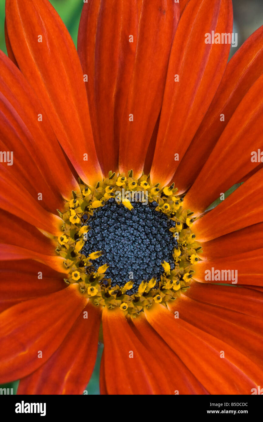 red daisy flower Stock Photo Alamy