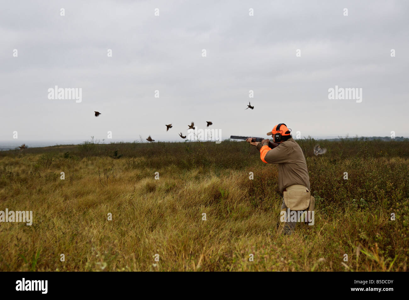 Upland Bird Hunter and Flushing Covey of Bobwhite Quail in Mexico Stock
