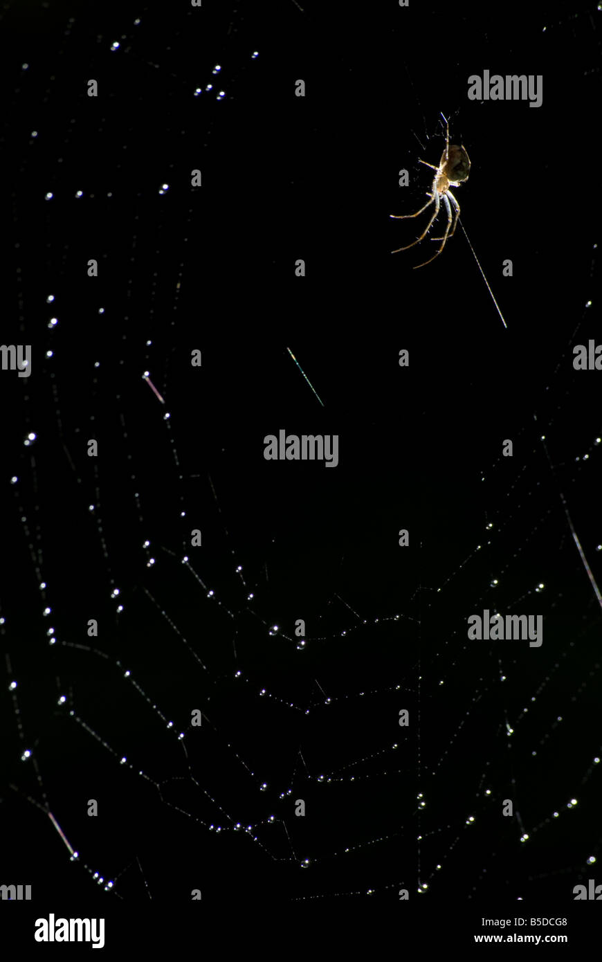 Spider web Stock Photo