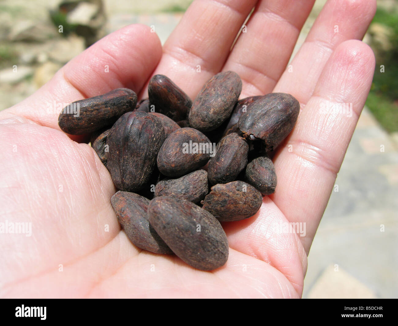 cacao seed, the best cacao seed of paria venezuela chocolate seed Stock Photo Alamy