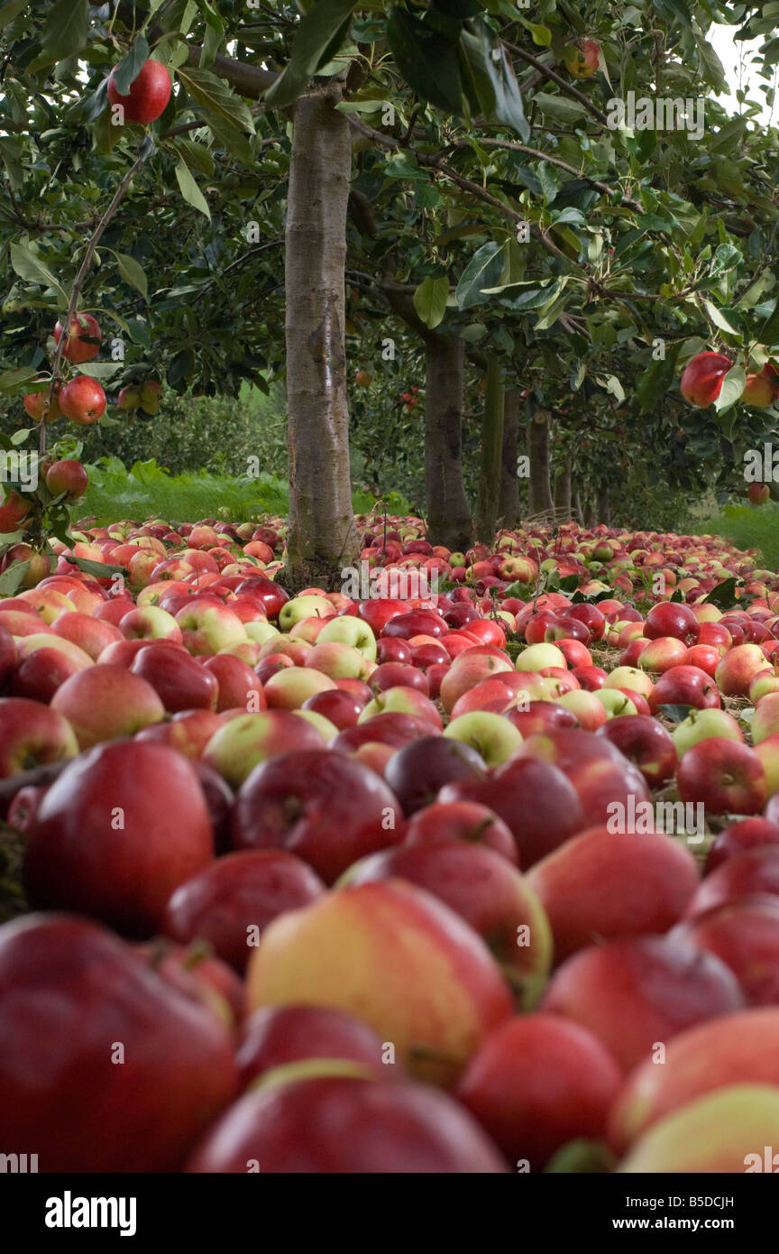 Katy cider apples awaiting collection after being shaken from the trees Thatchers Cider Orchard Sandford Somerset England Stock Photo