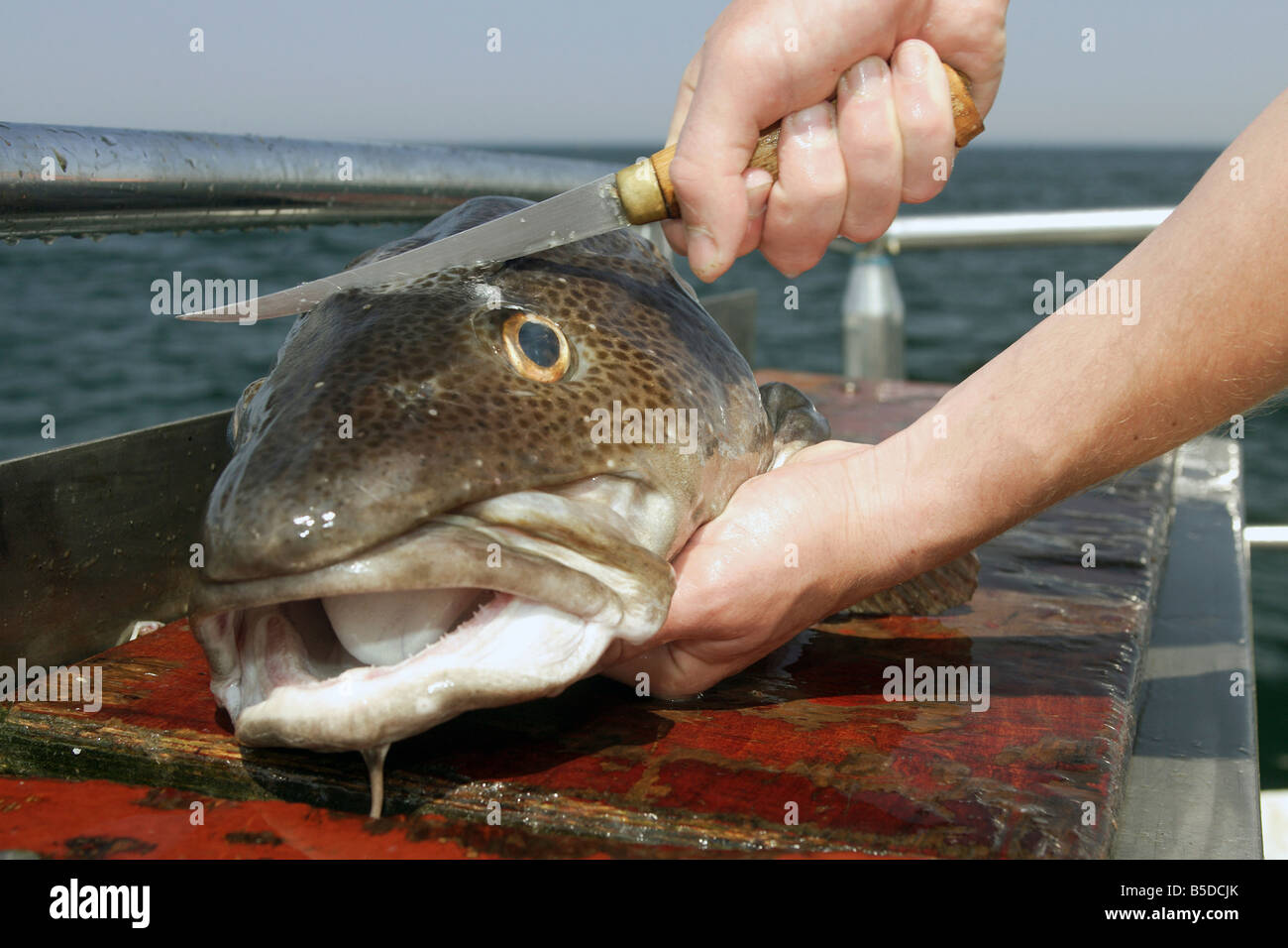 Cod Fish Cut Off A human cutting a freshly caught codfish Stock Photo - Alamy