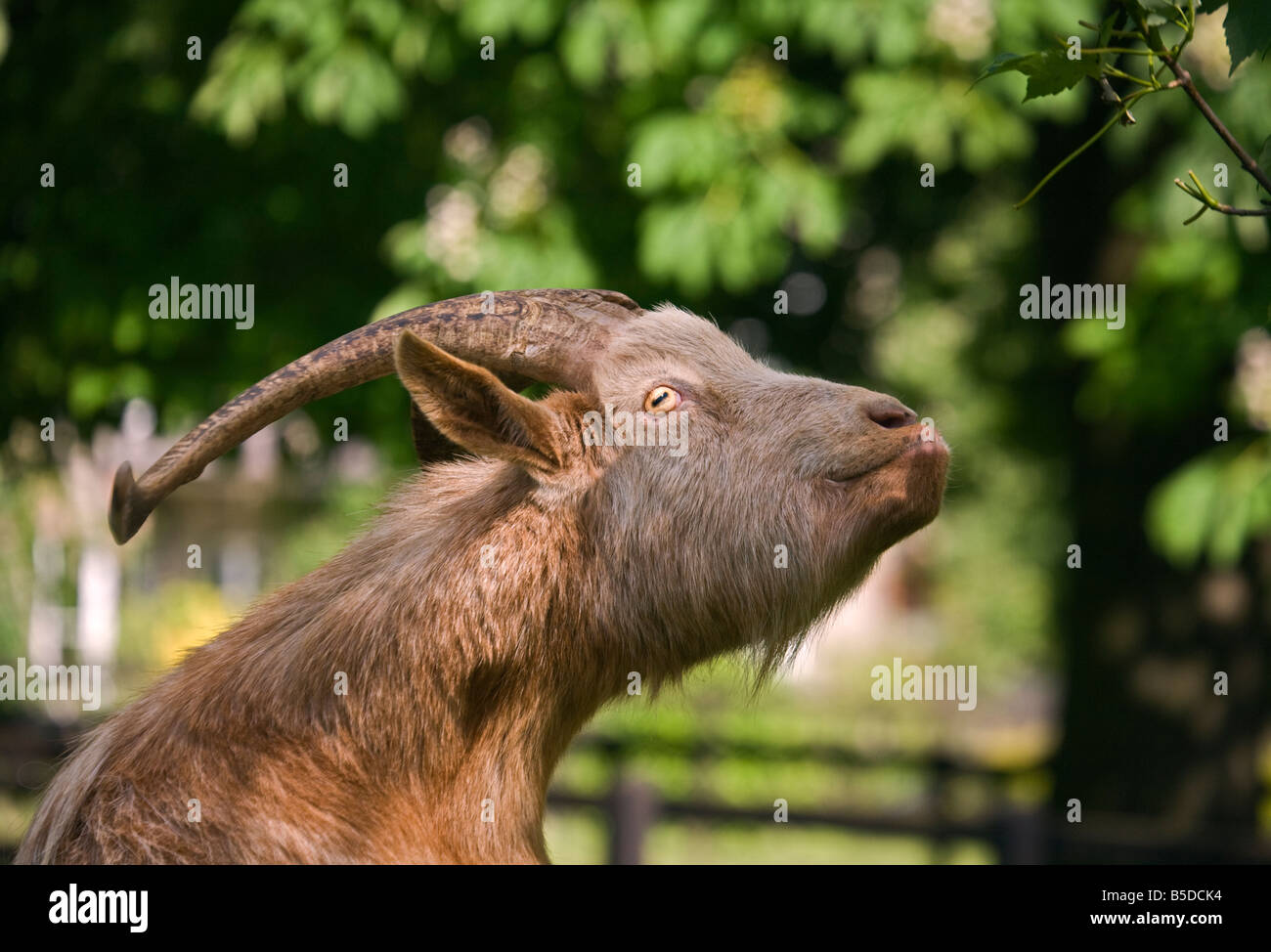 Brown Goat stretching up to eat Leaves on a Tree, UK Stock Photo