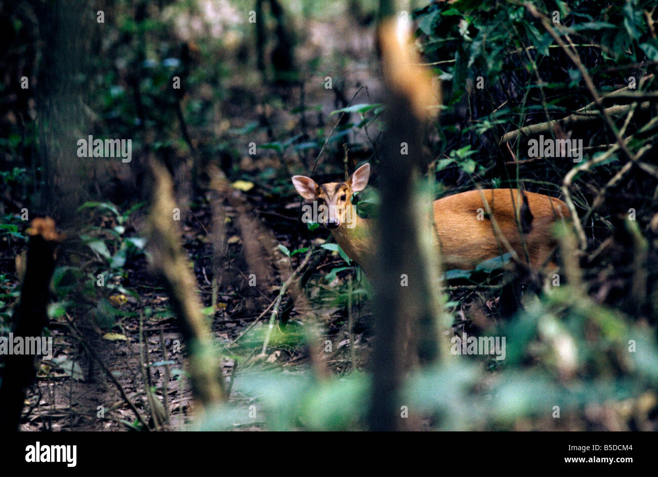 a Barking Deer peers nervously at the photographer in the forests of Royal Chitwan National Park Nepal Stock Photo