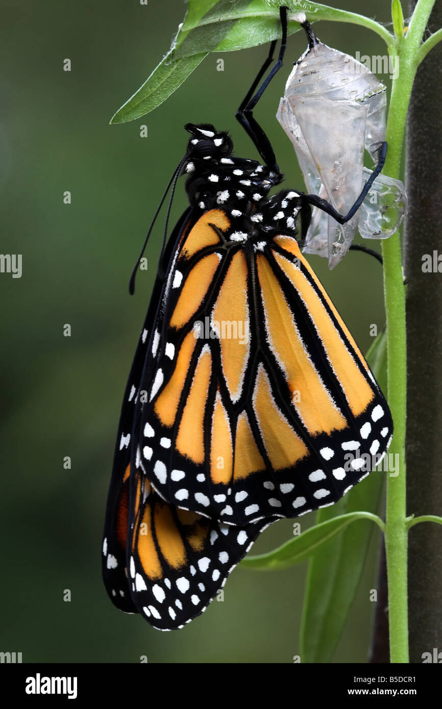 Monarch Butterfly having just emerged from the Chrysalis which is hanging on a Milkweed plant Stock Photo