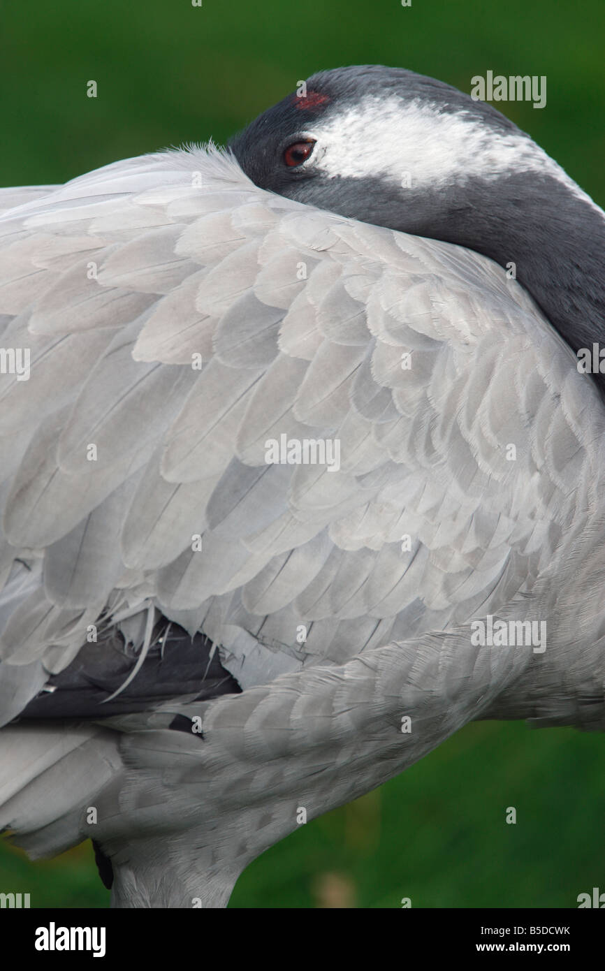 Common crane Grus grus head detail captive Stock Photo