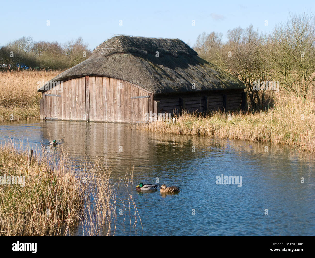 Thatched Boat House at Edge of Hickling Broad Norfolk Stock Photo Alamy