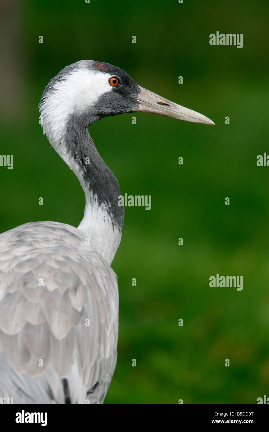 Common crane Grus grus head detail captive Stock Photo