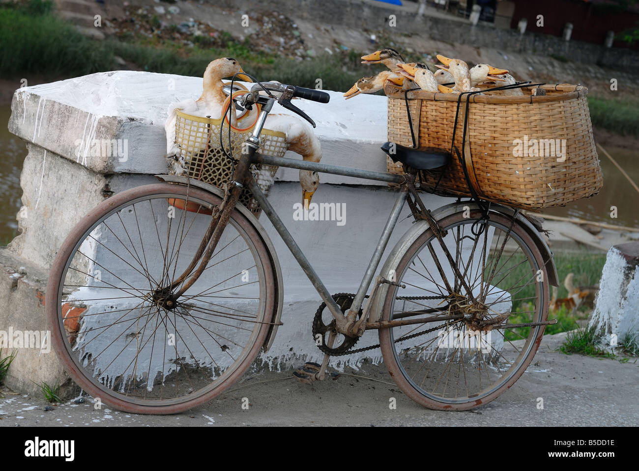a  vietnamese farmer use his bicycle to bring his ducks to sell at daily market Stock Photo