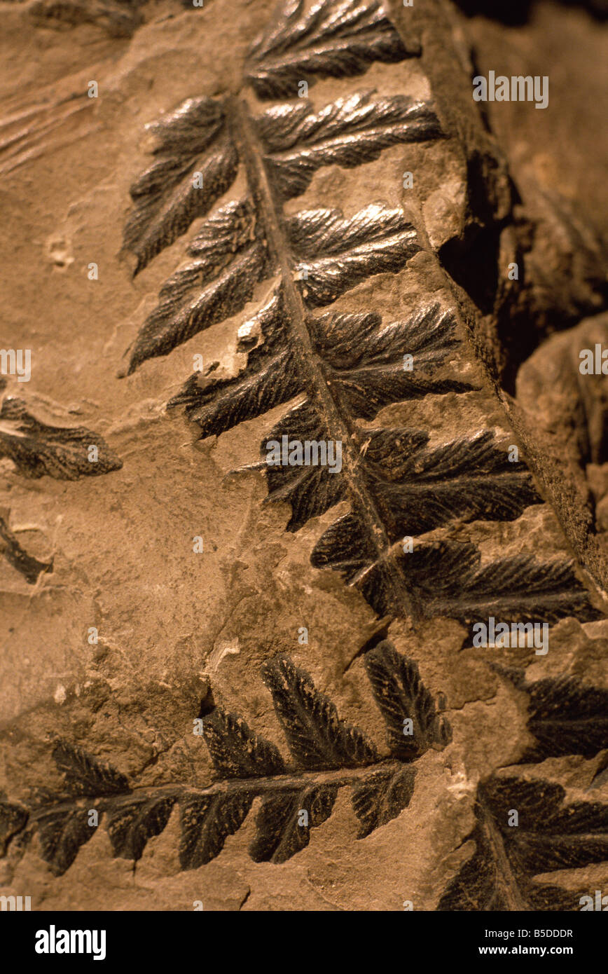 Fossil ferns found in Radstock Colliery Mariopteris carboniferous coal