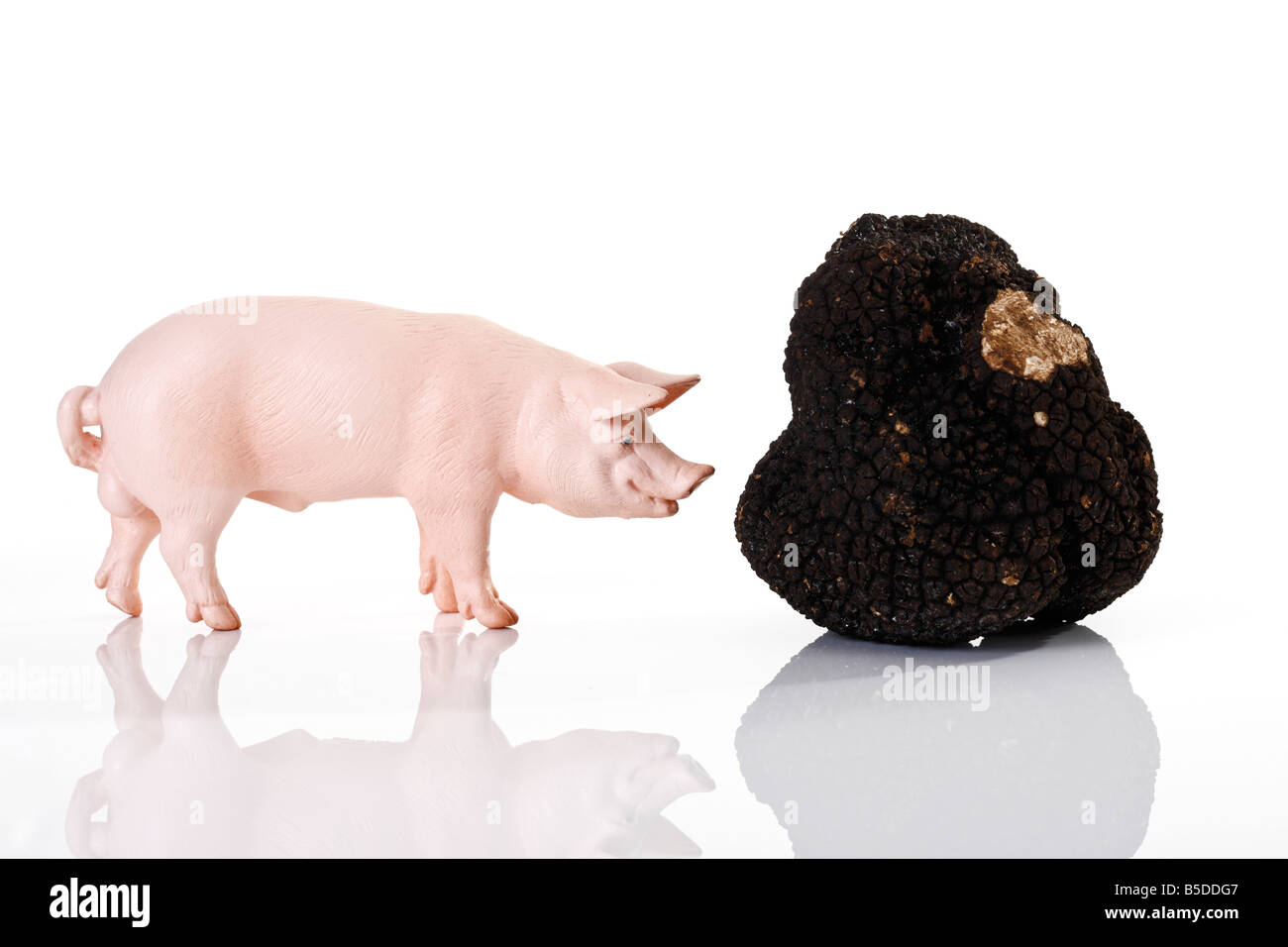 Pig figurine and black truffle Stock Photo