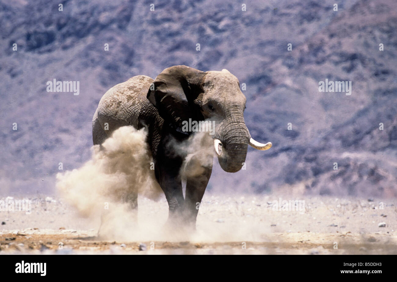 Elephant and dust hi-res stock photography and images - Alamy