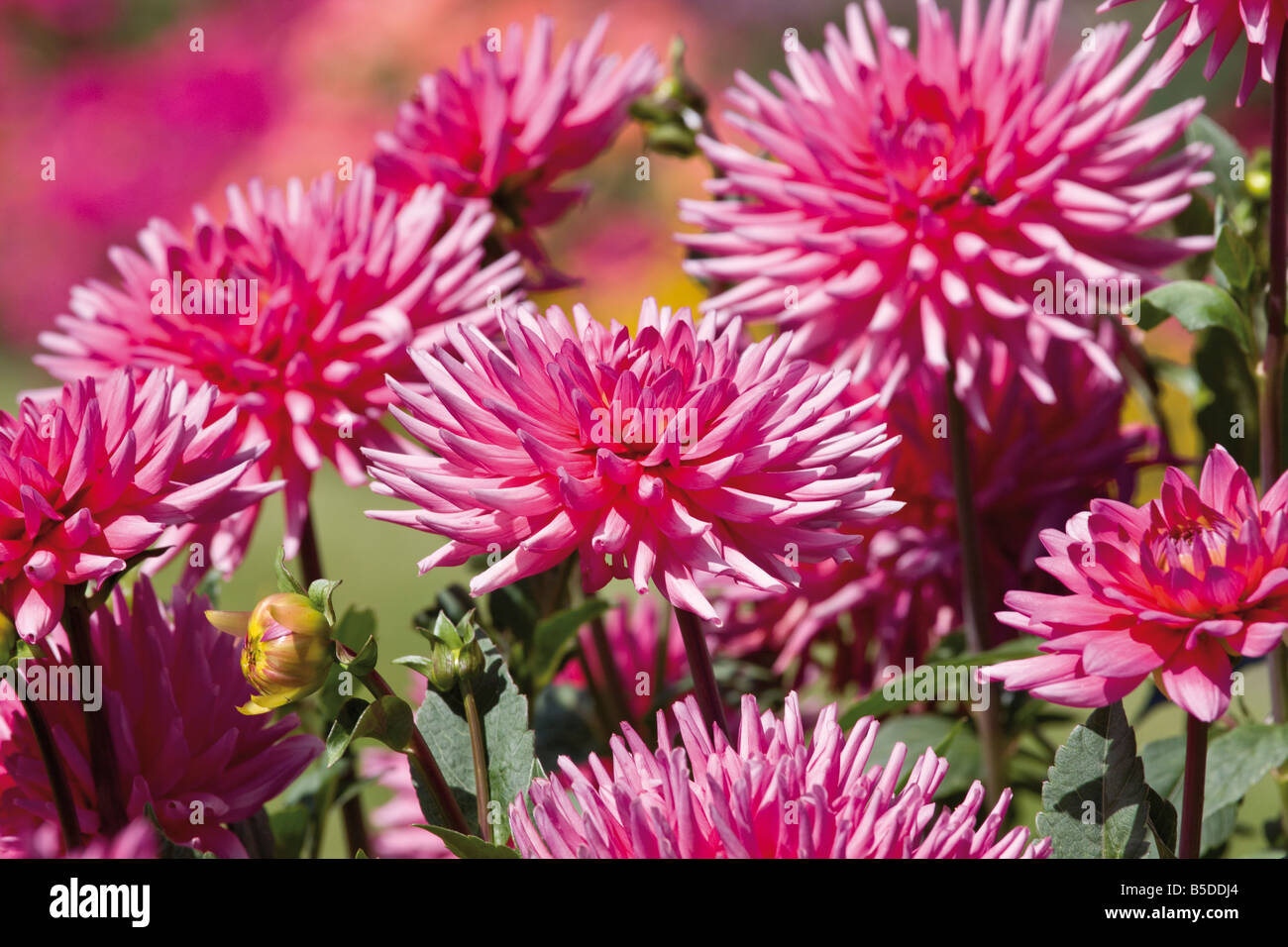 Close up dahlias hi-res stock photography and images - Alamy