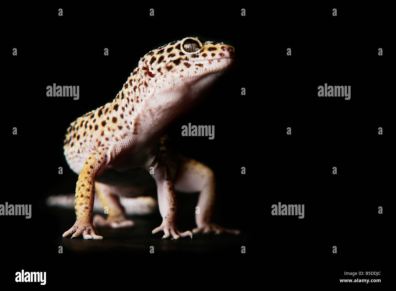 Live Female Leopard Gecko on a black background Stock Photo