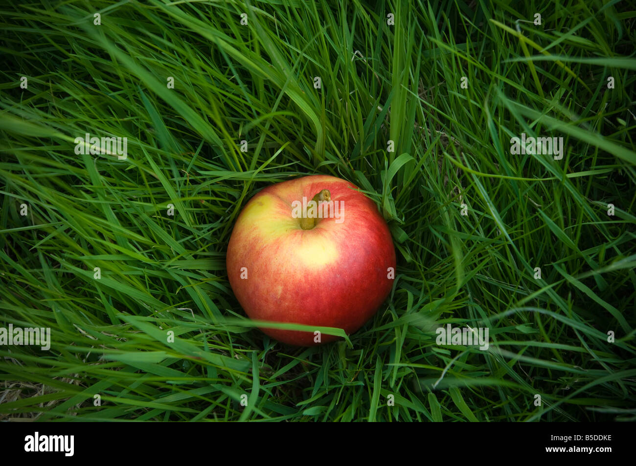 Katy cider apple awaiting collection after being shaken from the tree Thatchers Cider Orchard Sandford Somerset England Stock Photo