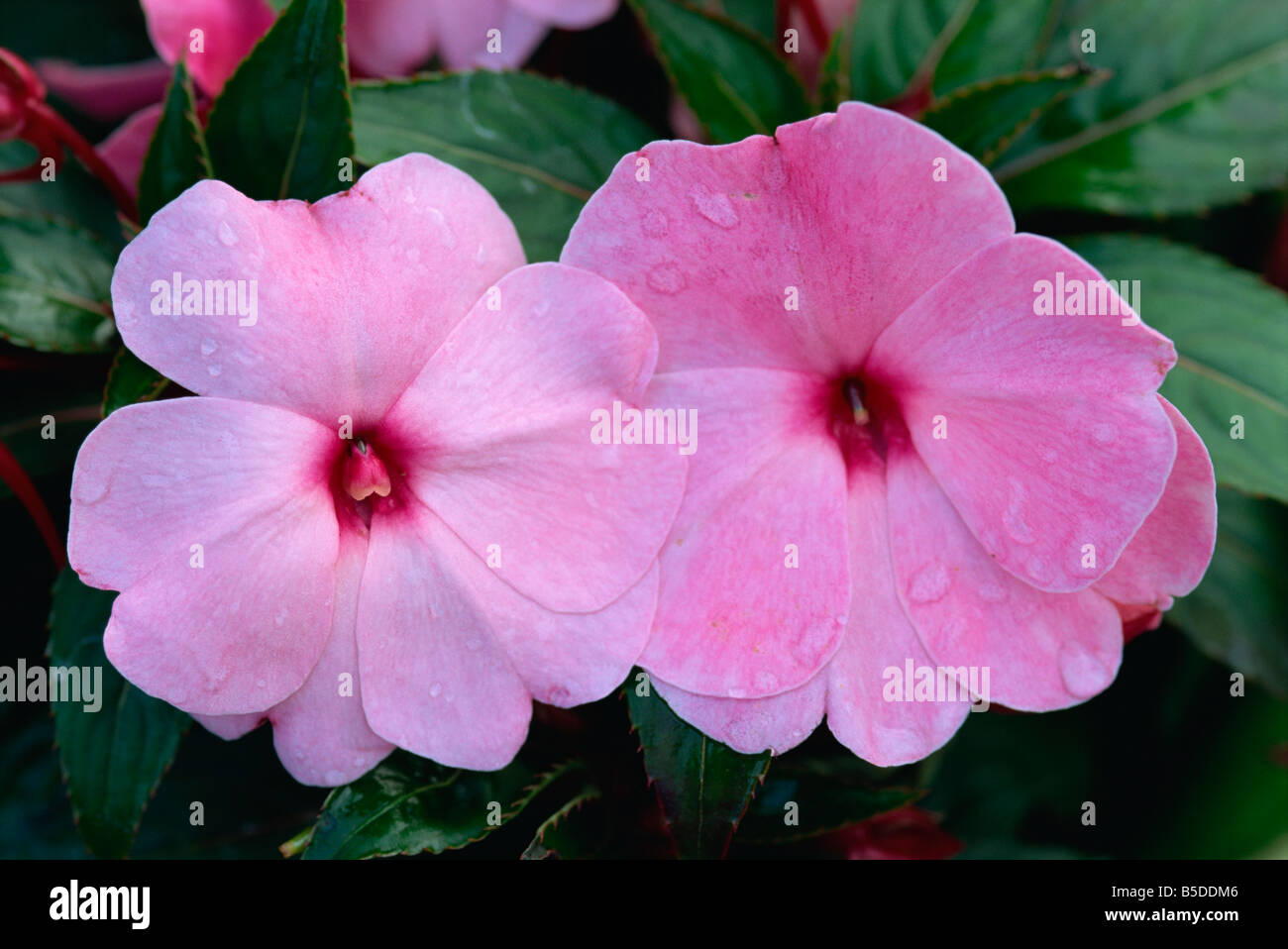 Close-up of Impatiens flowers, England, Europe Stock Photo