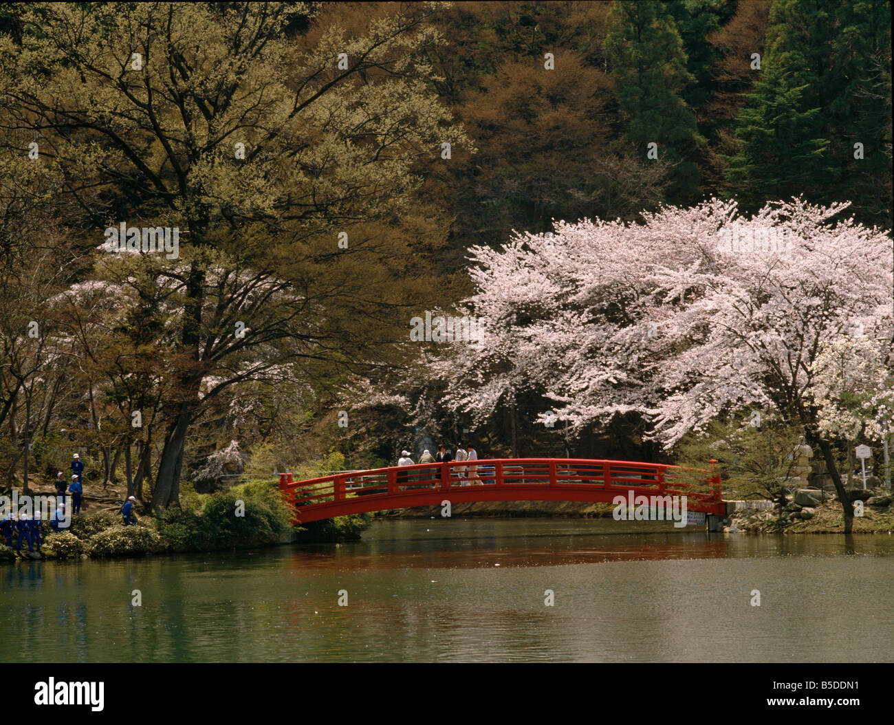 Sakura Cherry blossom in Suzaka Park Nagano Japan Stock Photo