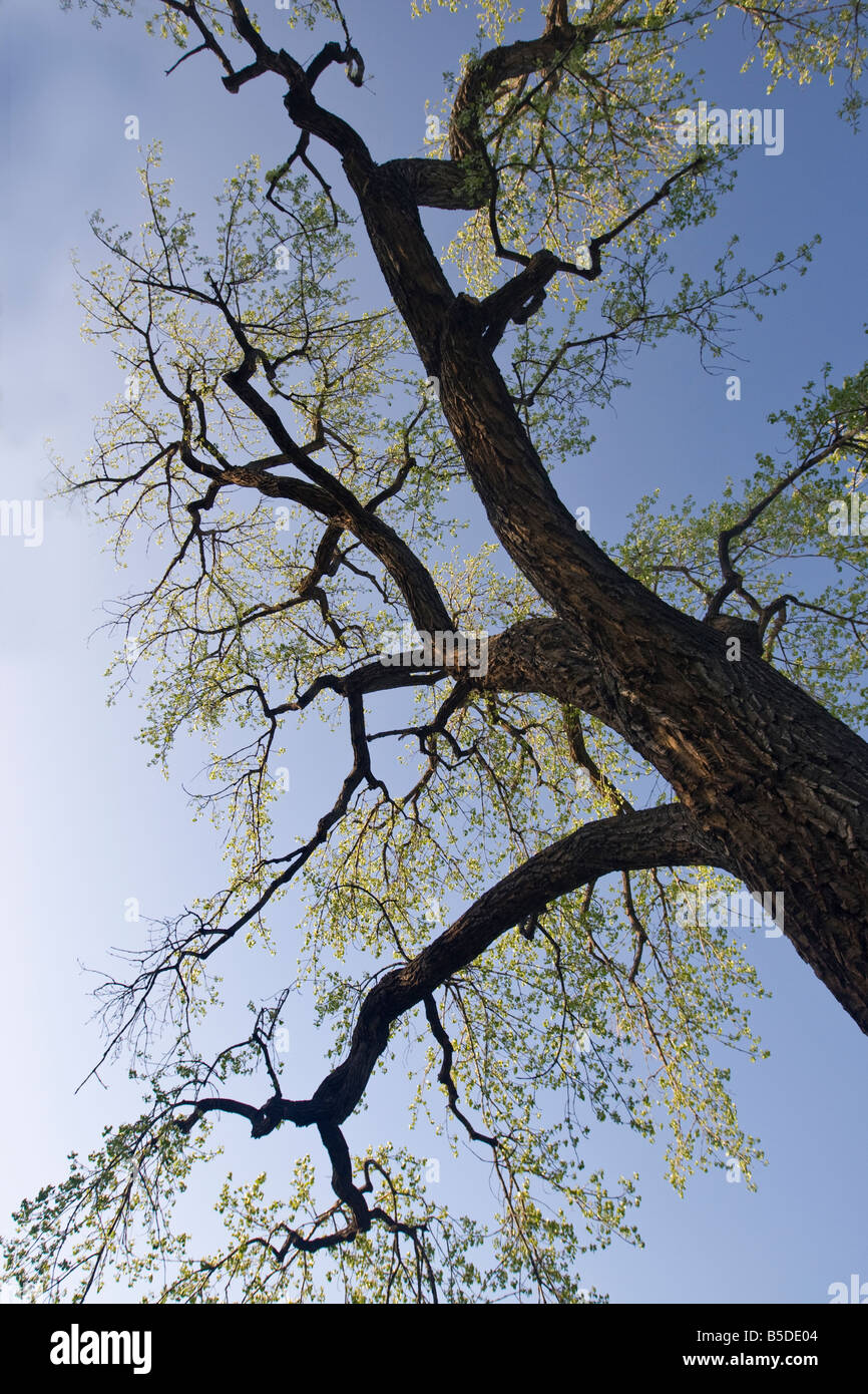 Old cottonwood tree hires stock photography and images Alamy