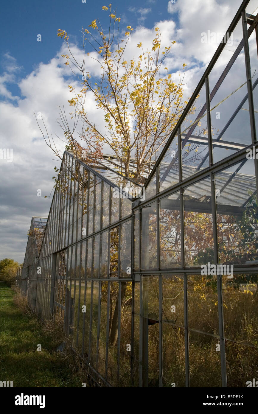 Huron Ohio An abandoned greenhouse with shrubs and trees growing