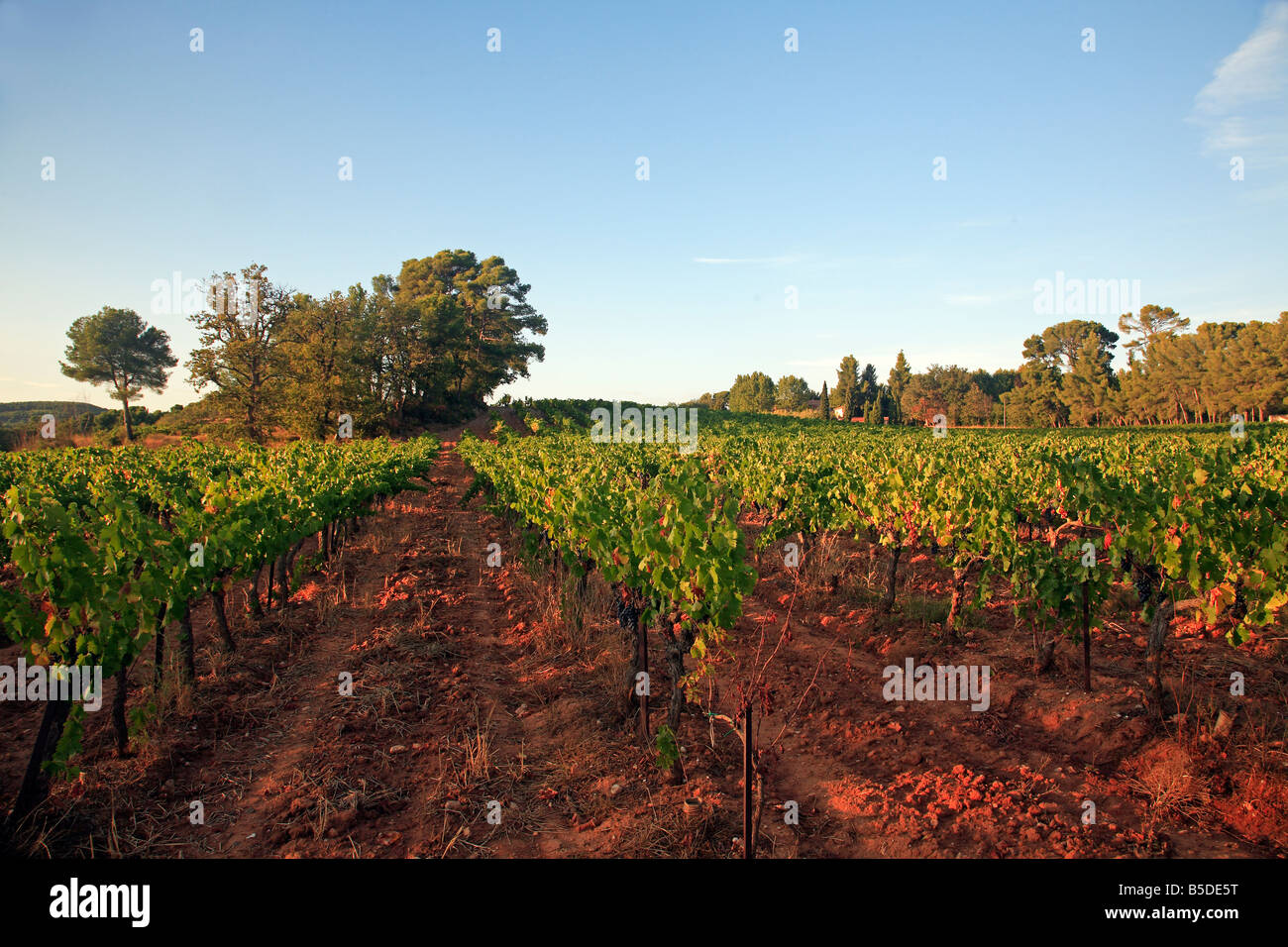 A vinyard in Provence, France Stock Photo