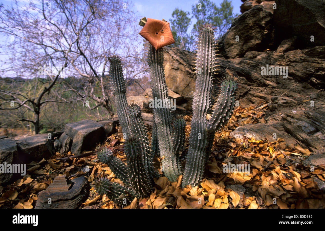 Cactus, Hoodia gordonia, Namibia Stock Photo
