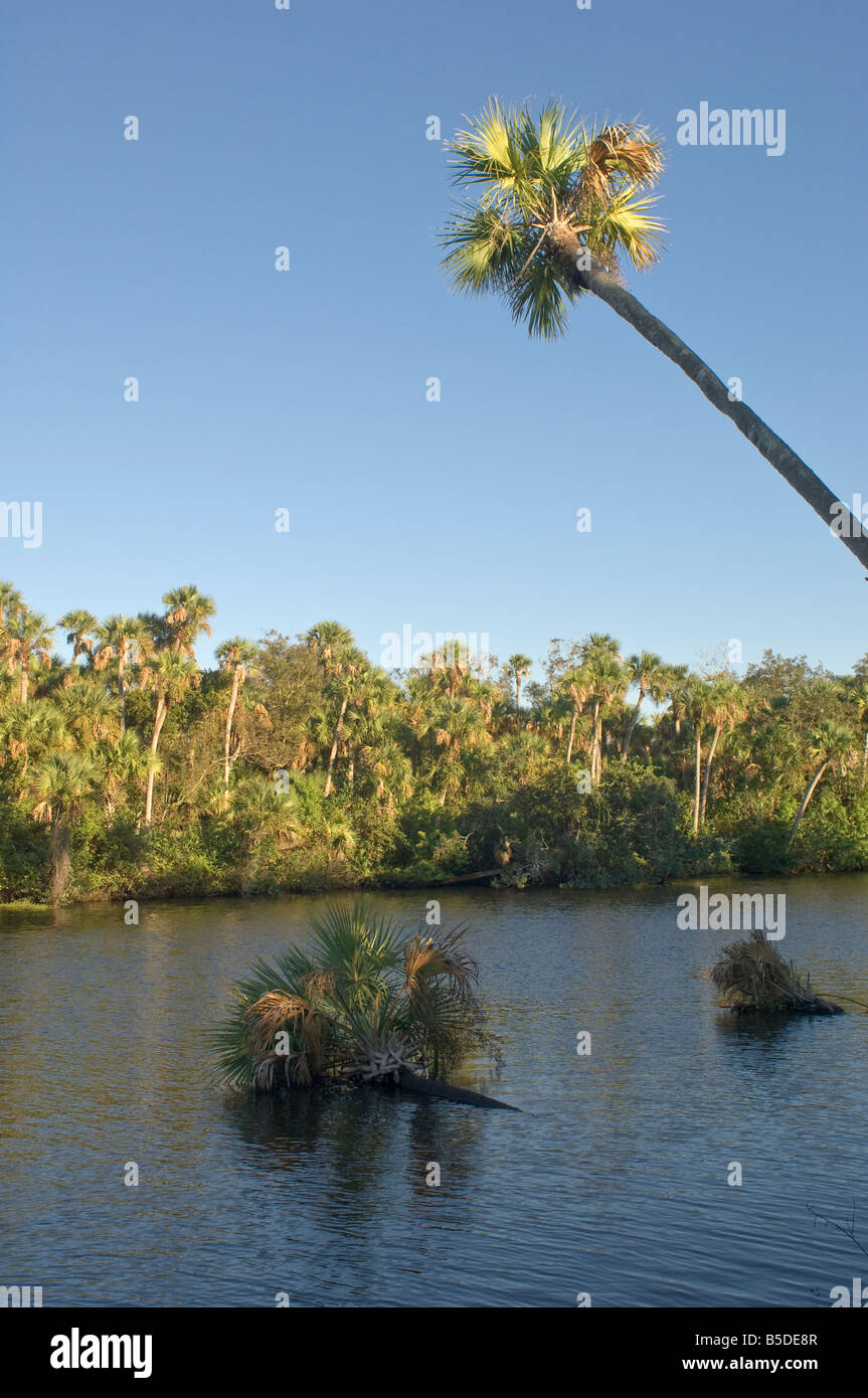 Palm tree along North fork of the Saint Lucie River in Port Saint Lucie