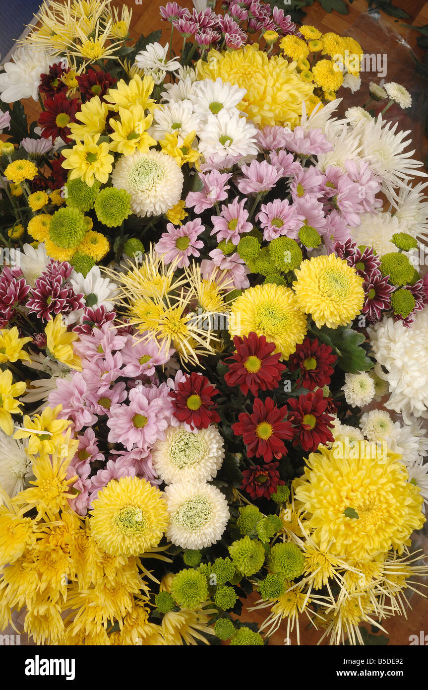 Chrysanthemums often called mums Stock Photo Alamy
