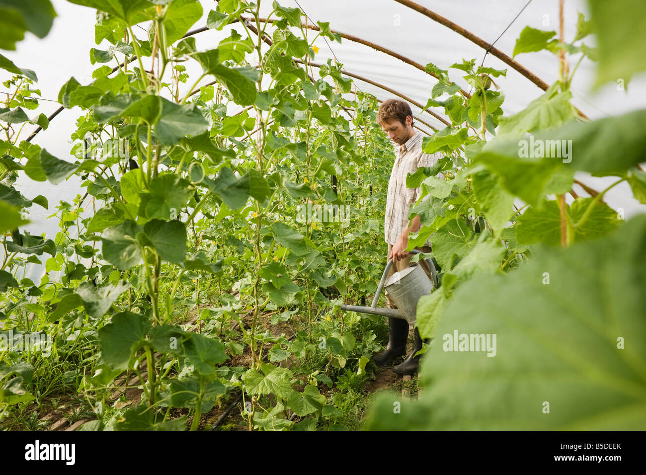 Man in greenhouse watering plants Stock Photo