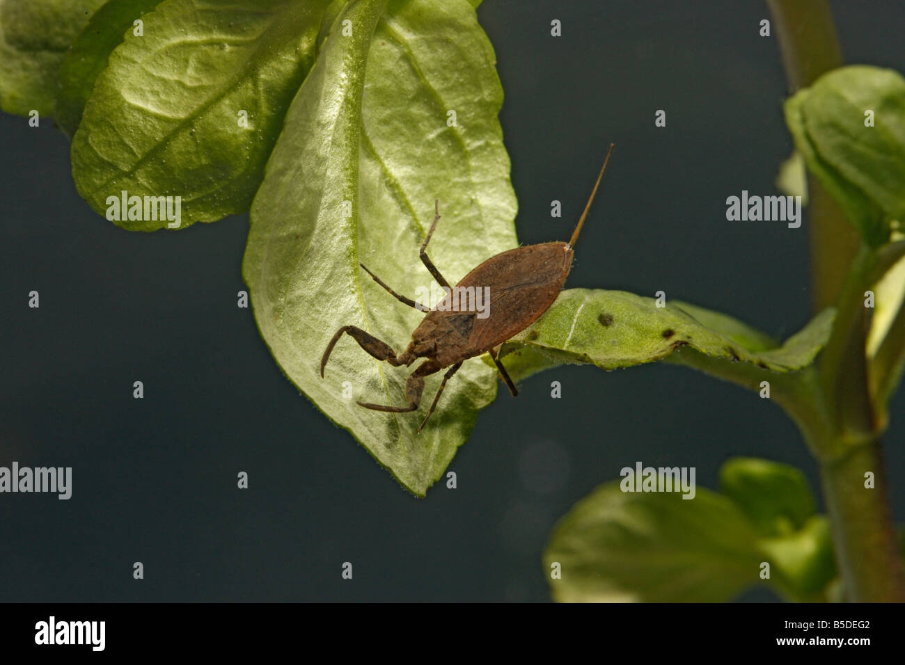 Water scorpion Nepa cinerea Midlands UK Stock Photo