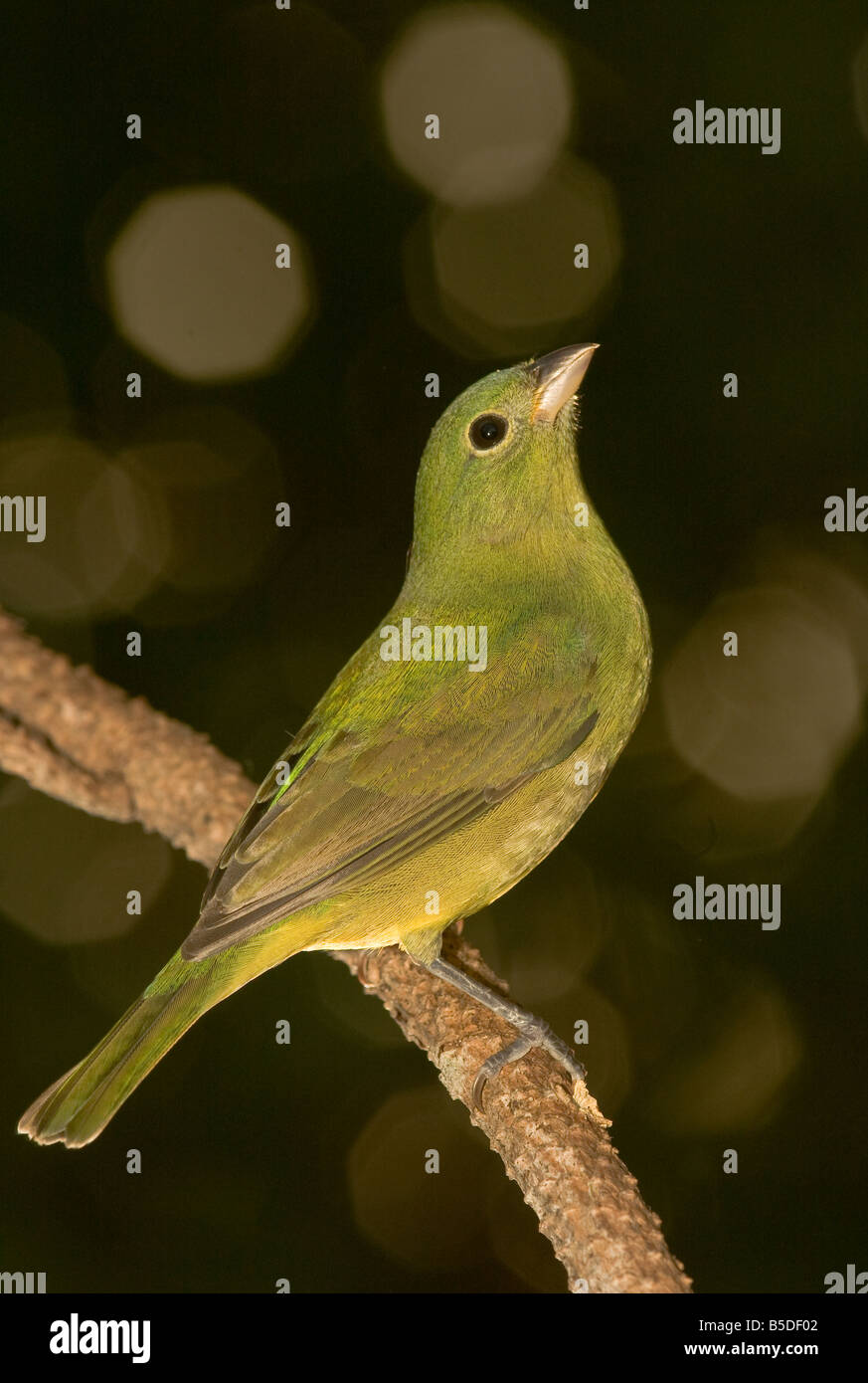 Female Painted Bunting Passerina cirris Stock Photo