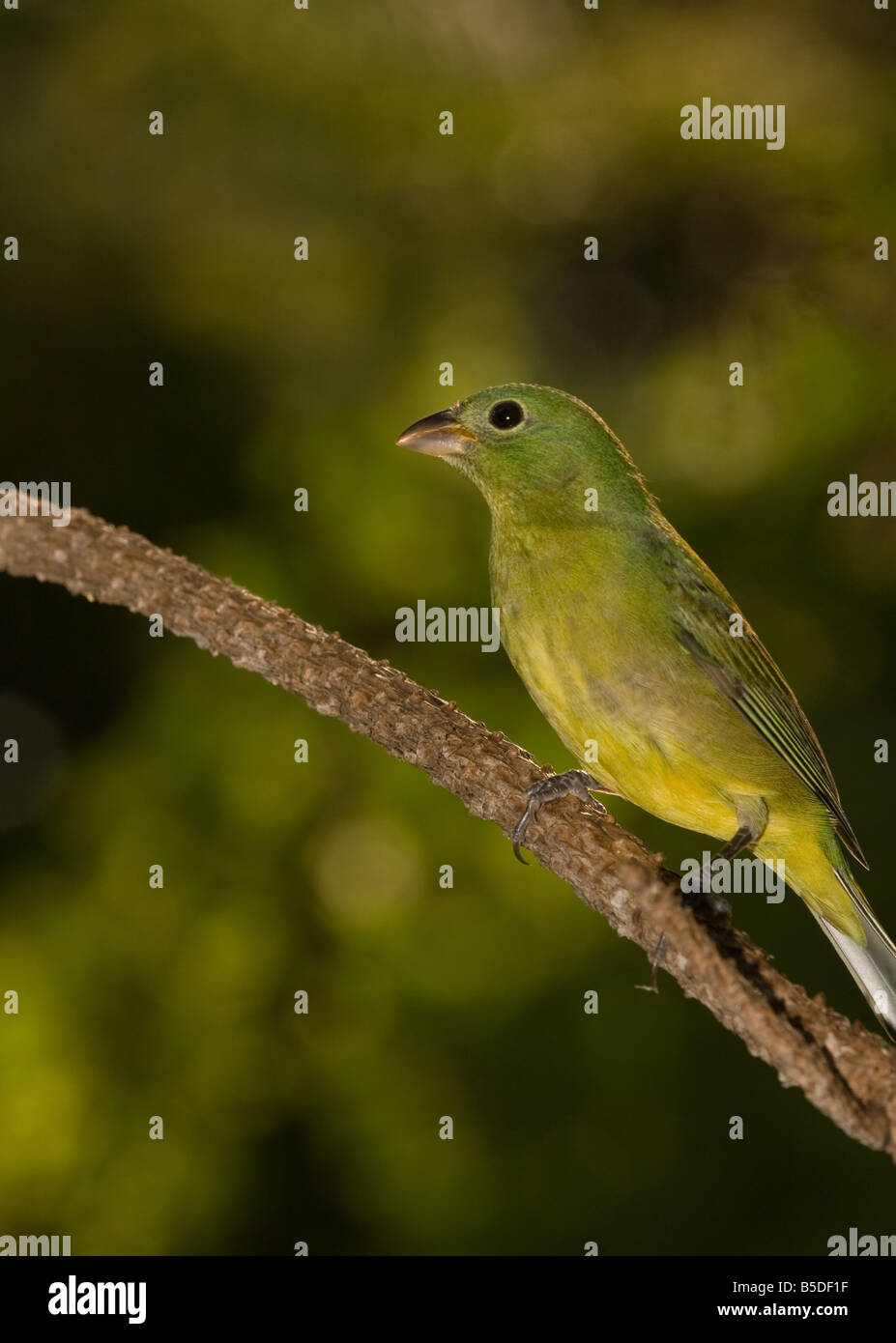 Female painted bunting Stock Photo Alamy